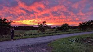 guest house heartn tree