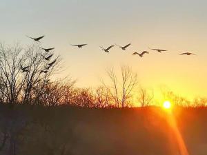 guest house heartn tree