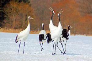 guest house heartn tree