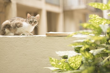 gatto perso luxury apartments