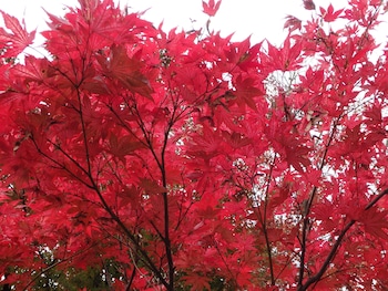 kyoto