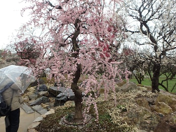 kyo no yado nishioji inn
