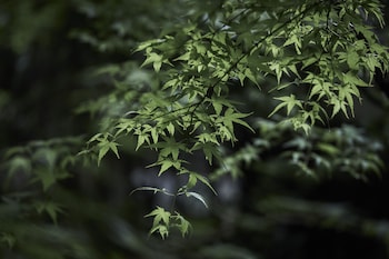 minamioguni