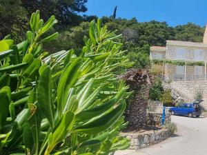 mljet