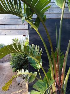 les suites du maquis