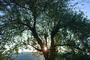 agriturismo la vecchia quercia