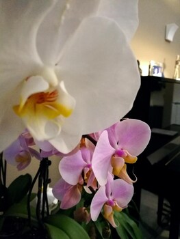 bandb sorahnia design house