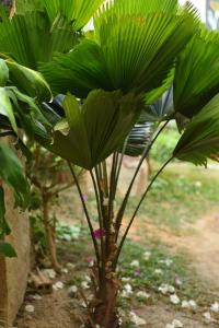 window homestay
