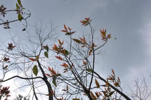 Gurung Homestay,India>>Kurseong,2 star