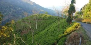 darjeeling