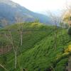 darjeeling