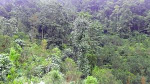 mangwa