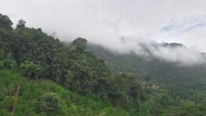 mangwa