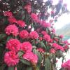 Vamoose Salakha,North Point>>Darjeeling,3 star