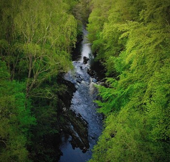 roybridge