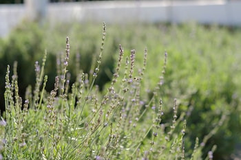 white lodge constantia guest house