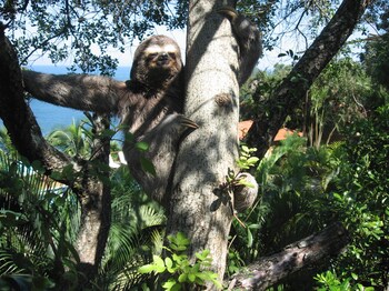 sao sebastiao
