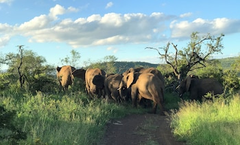 amakhosi safari lodge and spa