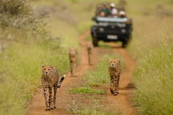 amakhosi safari lodge and spa
