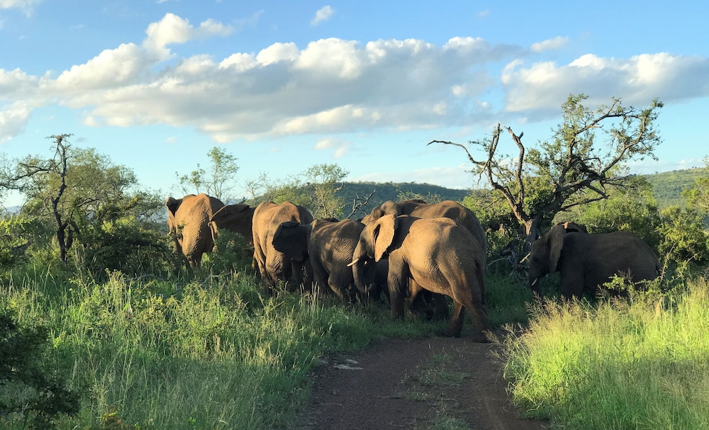 amakhosi safari lodge and spa