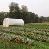 bodhi farms