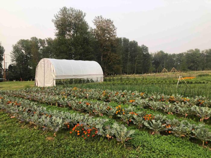 bodhi farms