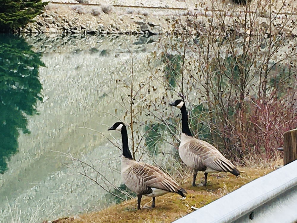 lillooet