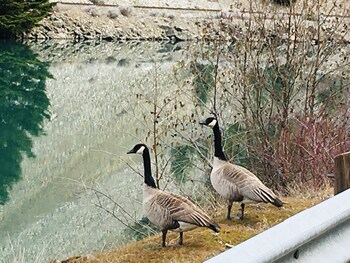 lillooet