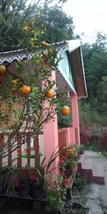 vamoose shri ganesh homestay