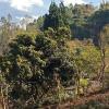 vamoose shri ganesh homestay