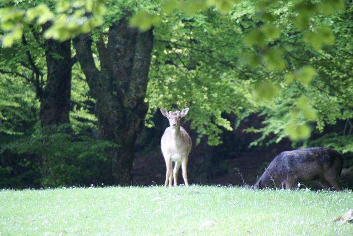rifugio giuliano marini