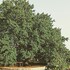 masseria lojazzo