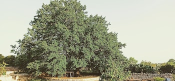 masseria lojazzo