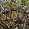 antonio beach tree house hotel and spa