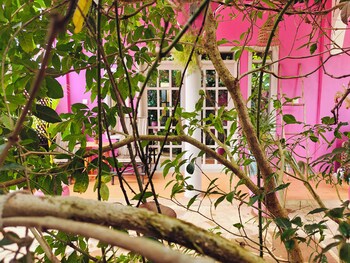 nungwi roses