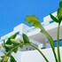 narciso luxury suites
