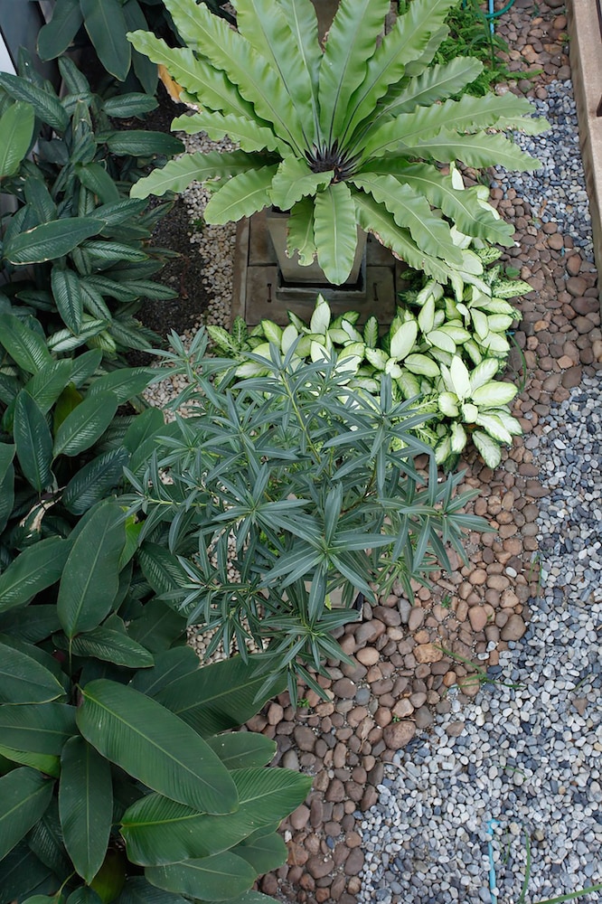 la villetta chiang mai