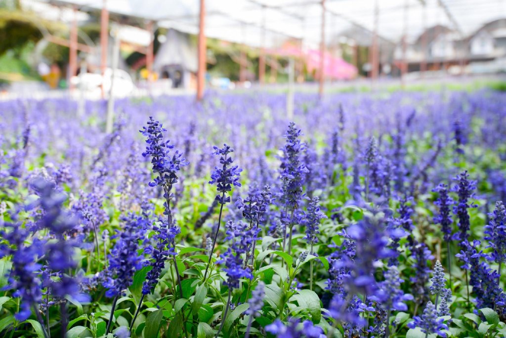 cameron kea farm hotel