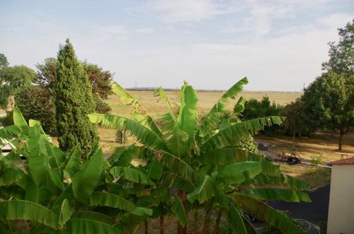 les trois cedres
