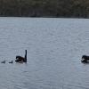lake leake