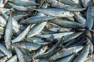 pondok sundawa 2 pangandaran