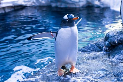 the whittington and cat