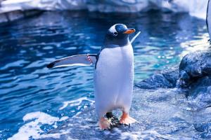 the whittington and cat