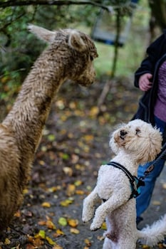 cwtch