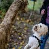 cwtch