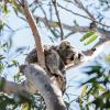 Port Stephens Koala Sanctuary,,2 star