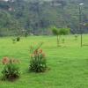 mbale