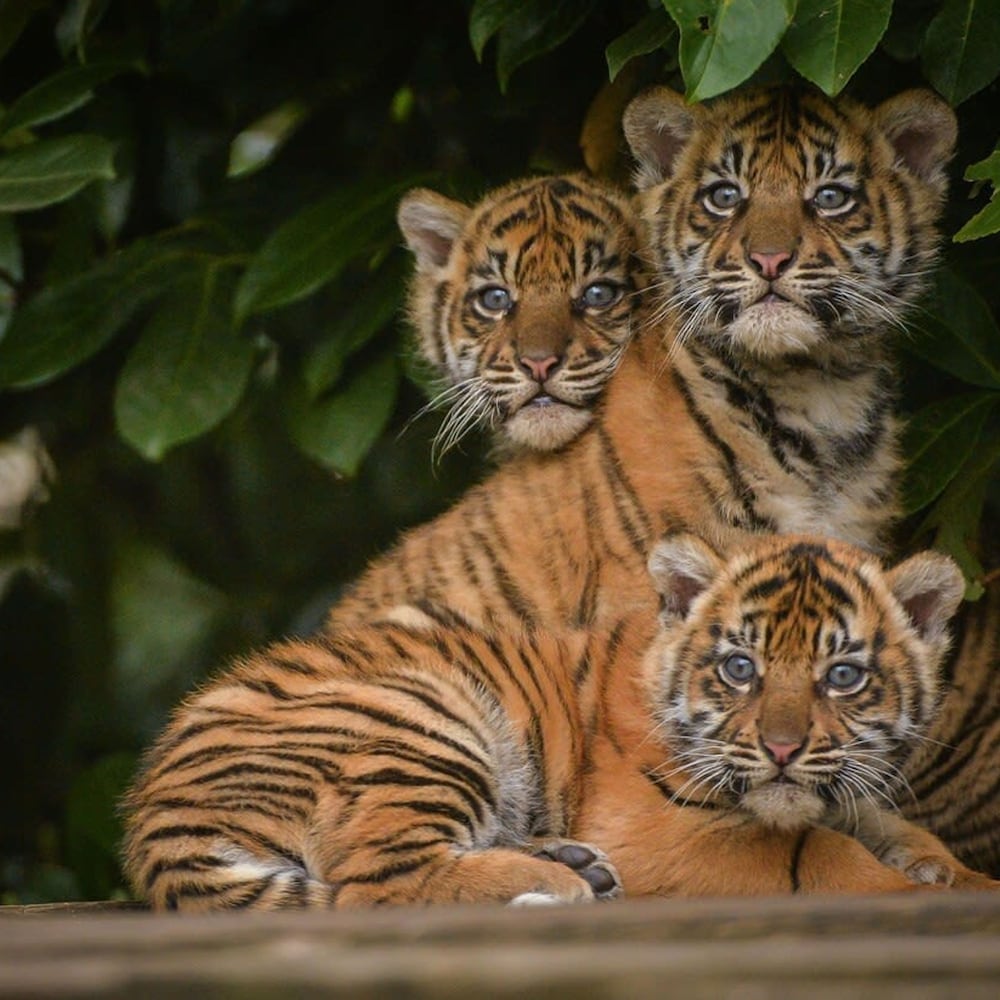 the storyhouse gathering 5 bed sleeps 13 city centre within walls