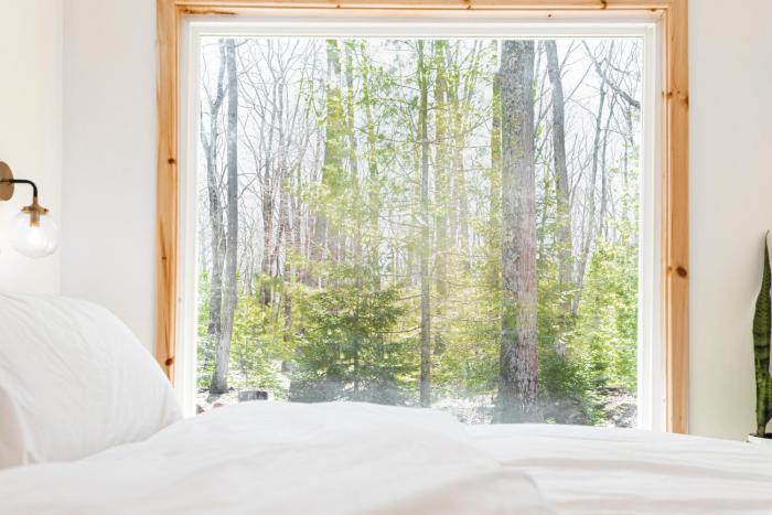 the rex