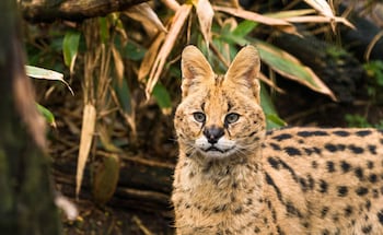 the gathering chester 3 sleeps 14 very close to city centre racecourse within walls